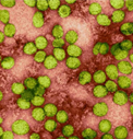 EIAgen Hepatitis C Virus (microELISA) Granted Licence for Sales in China