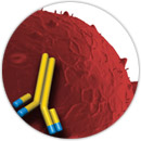 Conjugates Production Activities