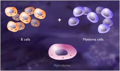 Hybridoma  Technology