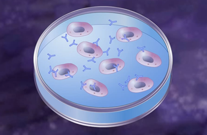 Monoclonal antibodies